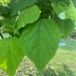 Catalpa speciosa Φύλλο