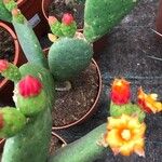 Tacinga inamoena Flor