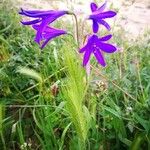 Campanula patulaVirág