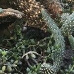 Cylindropuntia imbricata 葉