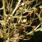 Anacardium excelsum Flor