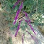 Tamarix ramosissima Blomst
