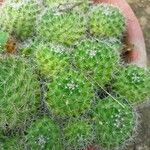 Mammillaria sphaericaبرگ