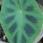 Colocasia affinis Leaf