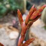 Tillandsia fasciculata Flor