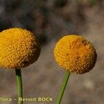 Leucanthemum virgatum その他の提案