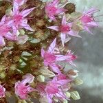 Hylotelephium spectabile Flower
