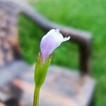 Lindernia dubia Flower