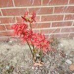 Lycoris radiata Blomst