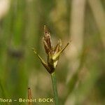 Carex microglochin ഫലം