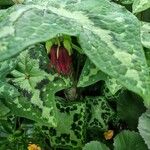 Podophyllum cv. 'Kaleidoscope' Foglia