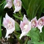 Cymbidium spp. Цвят