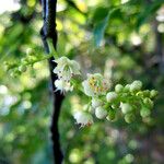 Guioa fusca Blomma