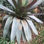 Vriesea imperialis Blad