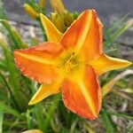 Hemerocallis minor Flors