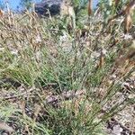 Dianthus arenarius Habitus