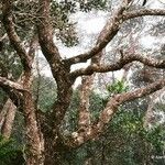 Nothofagus codonandra Hábito