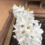 Hyacinthus orientalisFlower