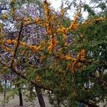 Vachellia cavenFlor