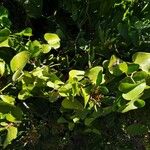 Smilax aspera Fuelha