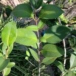 Ligustrum japonicum Blad