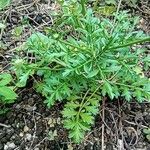 Scabiosa japonica Fuelha