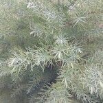 Cryptomeria japonica ᱥᱟᱠᱟᱢ