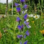 Echium vulgareBlüte