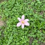 Zephyranthes robusta 花