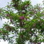 Robinia hispida 花