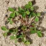 Trifolium suffocatum Habit