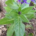 Centaurea graminifolia Blatt