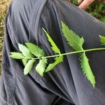 Sium latifolium Hoja