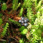 Empetrum nigrum Fruto