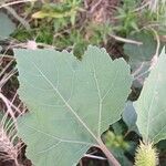 Xanthium strumarium Blatt