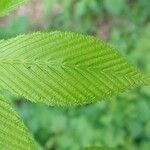 Acer carpinifolium Likasa