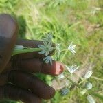 Albuca nigritana Flor