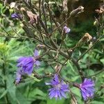 Lactuca alpina Flower