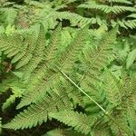 Gymnocarpium dryopteris Blatt