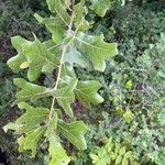 Quercus marilandica Hoja