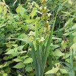 Sisyrinchium striatum Habit