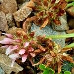 Trifolium thalii Fruit