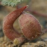 Astragalus monoensis Fruto