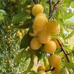 Prunus cerasifera Frukt