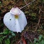 Utricularia praetermissaFloare