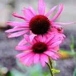 Echinacea purpurea പുഷ്പം