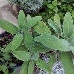 Salvia elegans 葉