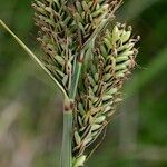 Carex buxbaumii Плід