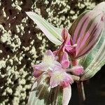 Tradescantia cerinthoides Цветок