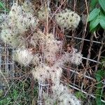 Clematis vitalba Fruit